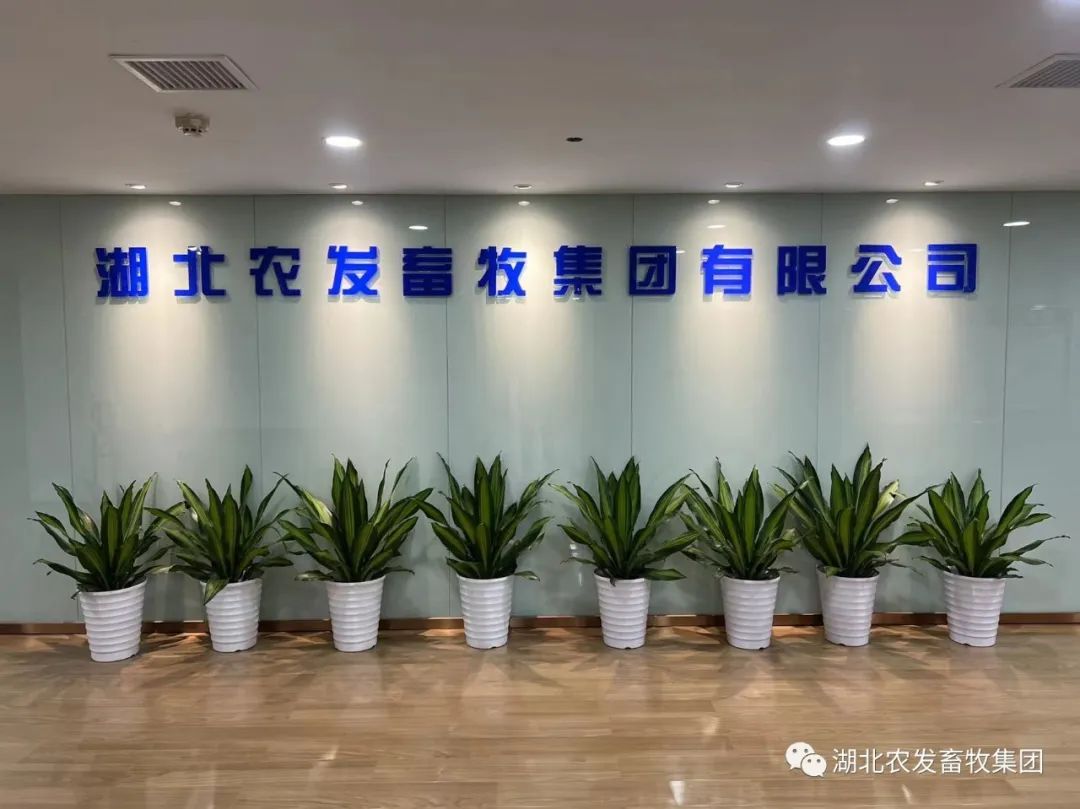 湖(hú)北農發畜牧集團生豬産(chǎn)業鏈高質(zhì)量發展——産(chǎn)能(néng)釋放①：淮南楚農公(gōng)司全力穩産(chǎn)保供